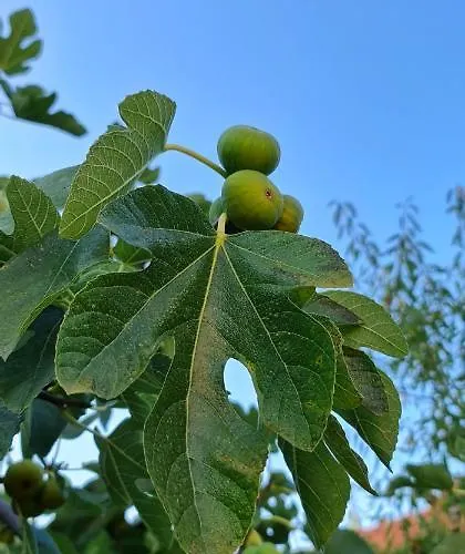 Blueberry * Zadar