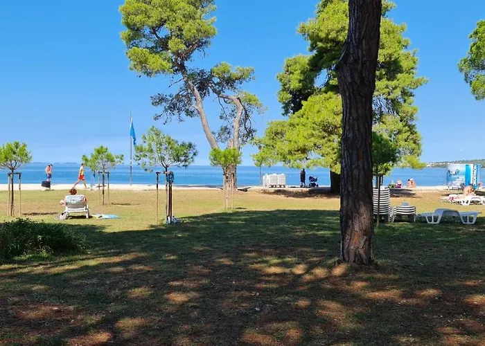 Blueberry * Zadar