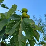 Blueberry * Zára