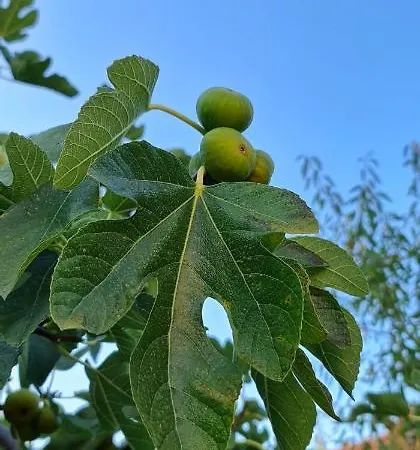 Blueberry * Zadar