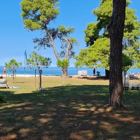 Blueberry * Zadar